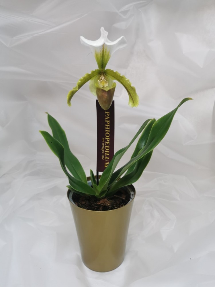 Paphiopedilum orchid plant